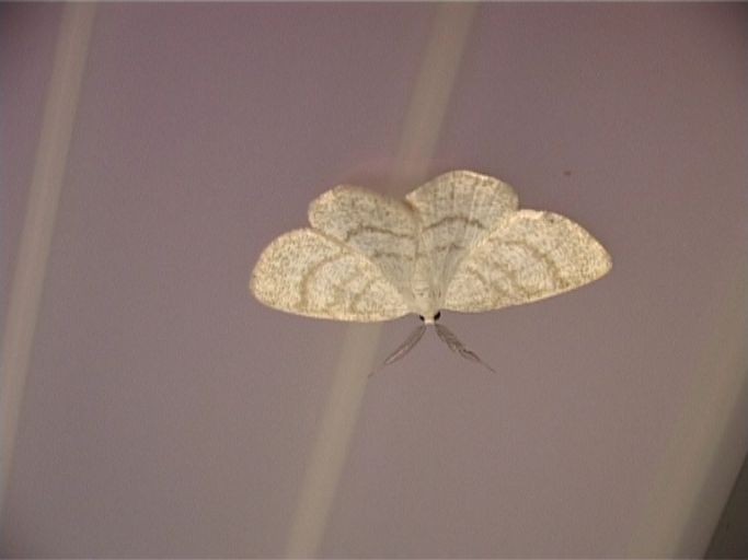 Weißstirn-Weißspanner ( Cabera pusaria ), Männchen : Moers, Lichtfang auf unserer Terrasse, 01.05.2007